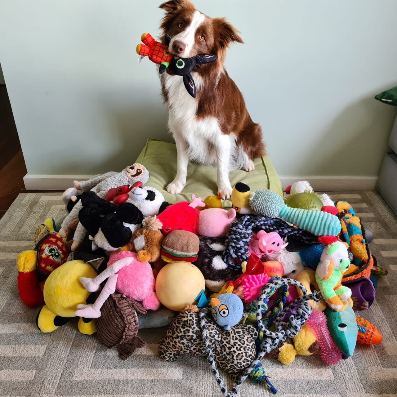 Brainy dogs “can work out how similar toys work – even when they dont look alike”